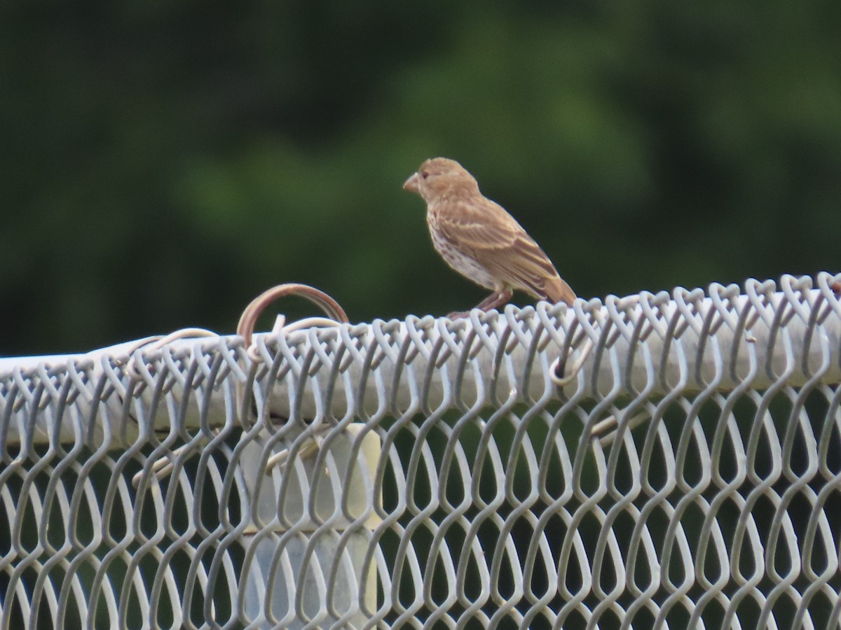 House Finch - ML641273156