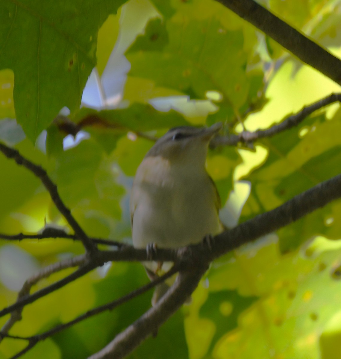 rødøyevireo - ML641273161