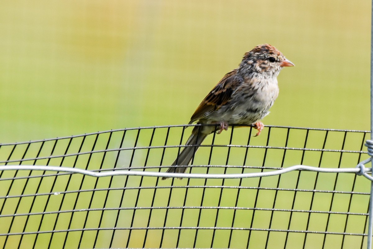 Chipping Sparrow - ML641273172