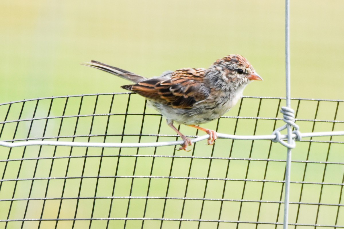 Chipping Sparrow - ML641273173