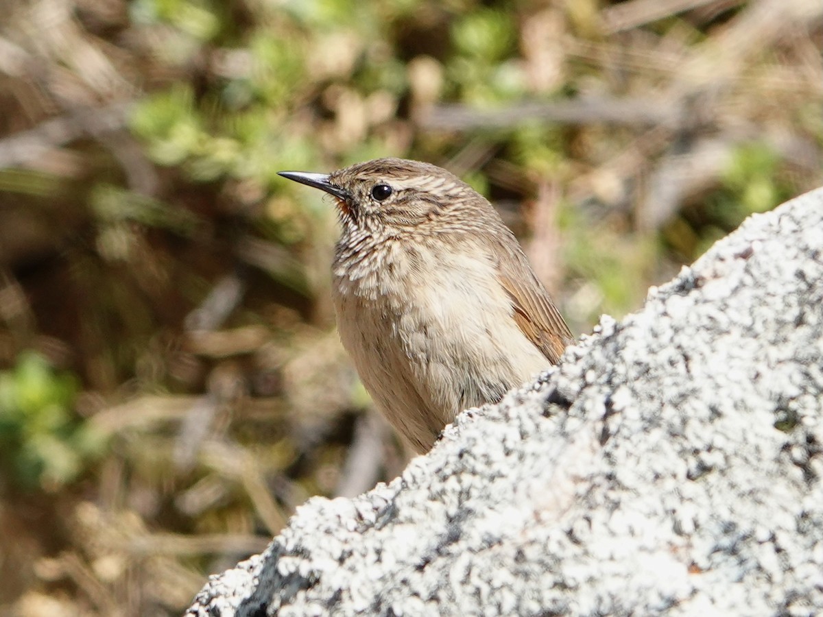 Streak-throated Canastero - ML641273198