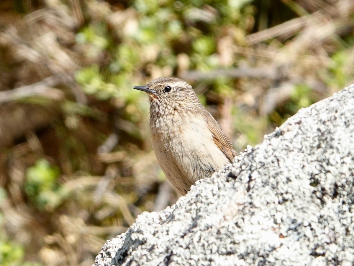 Streak-throated Canastero - ML641273199