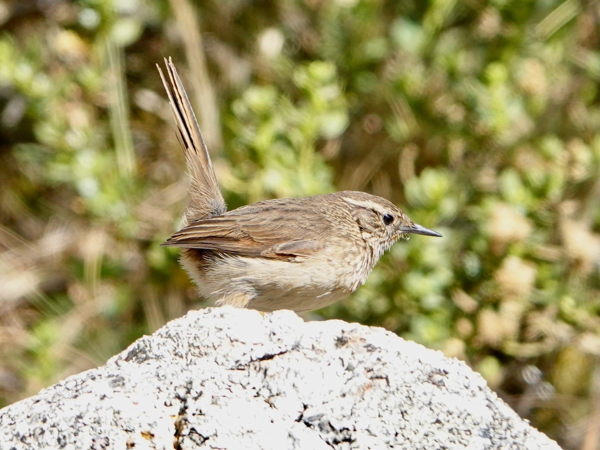 Streak-throated Canastero - ML641273200