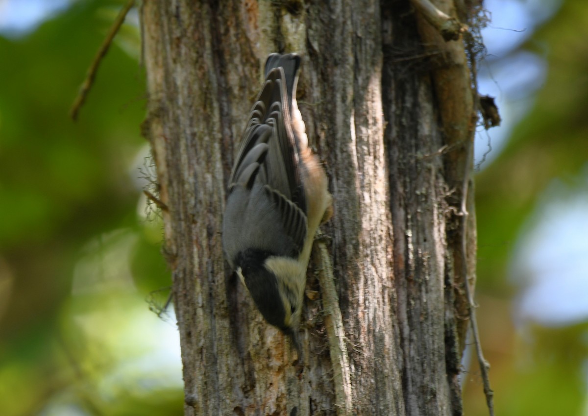 White-breasted Nuthatch - ML641273207