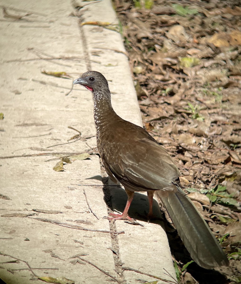 Speckled Chachalaca (Speckled) - ML641273209