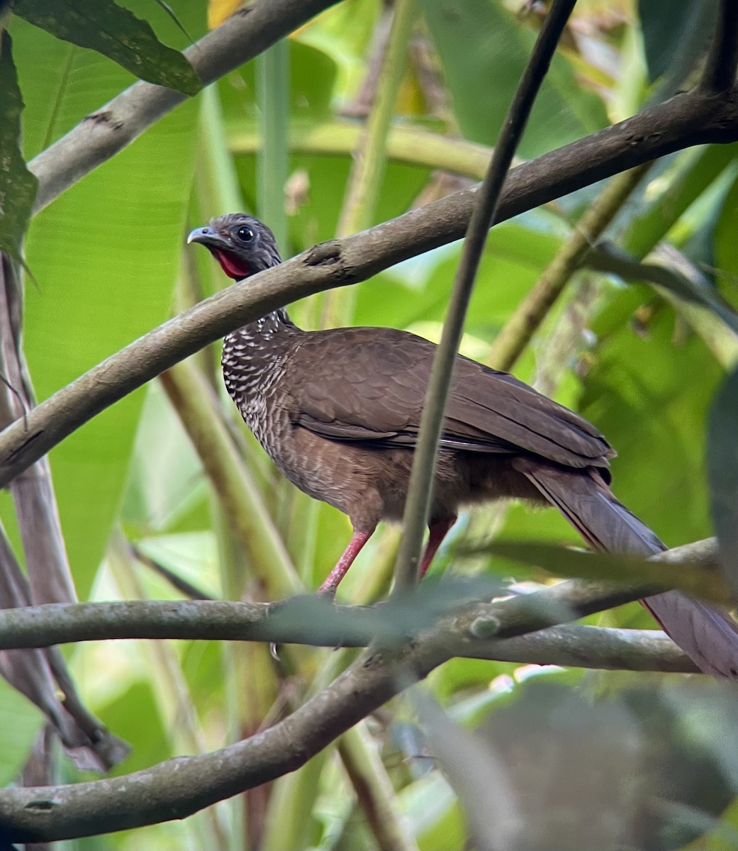 Speckled Chachalaca (Speckled) - ML641273233
