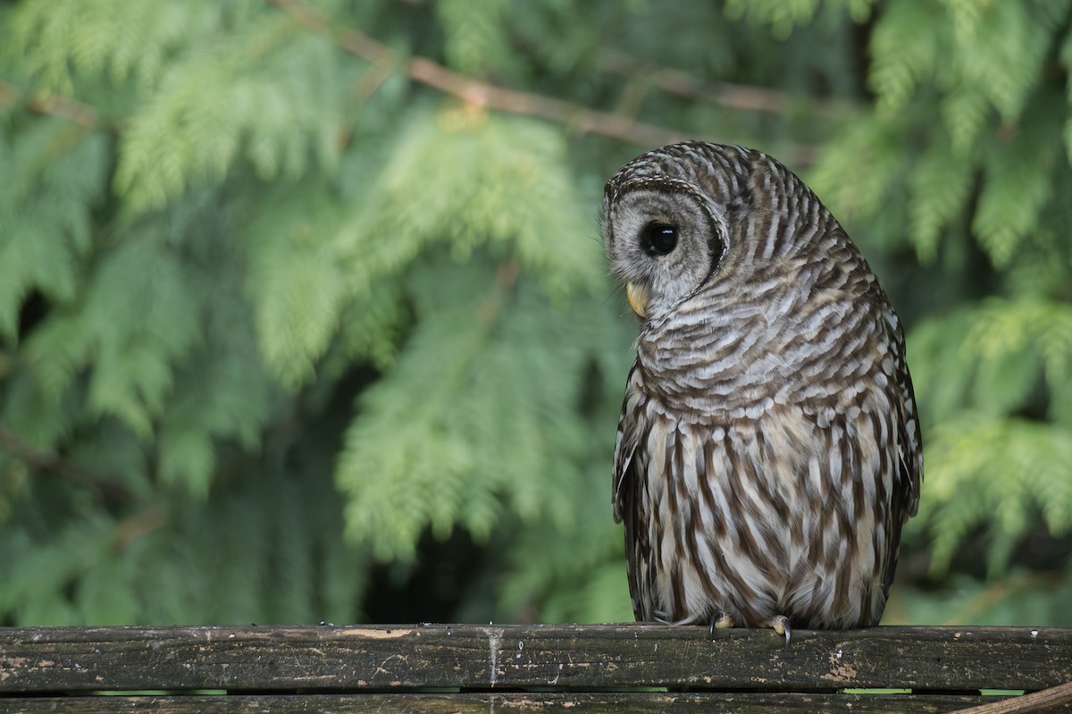 Barred Owl - ML641273241