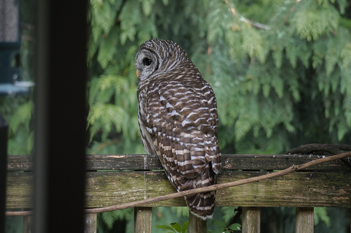 Barred Owl - ML641273242