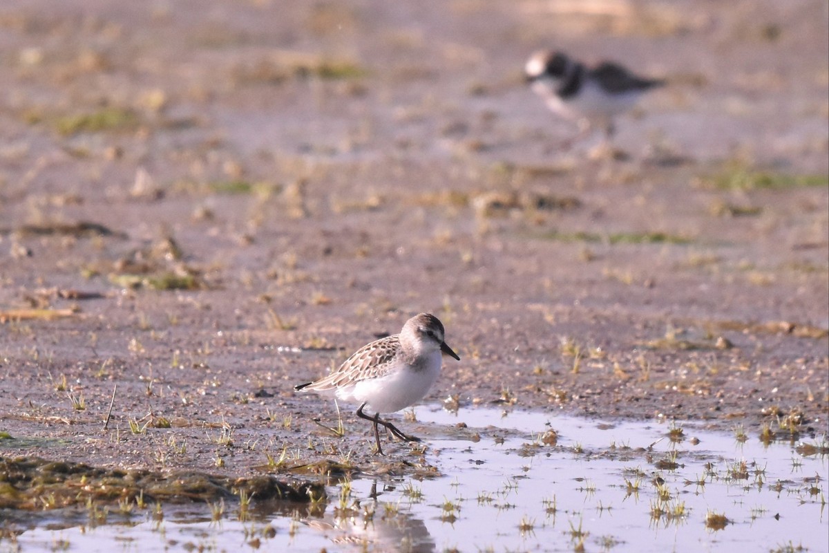 Semipalmated Sandpiper - ML641273315