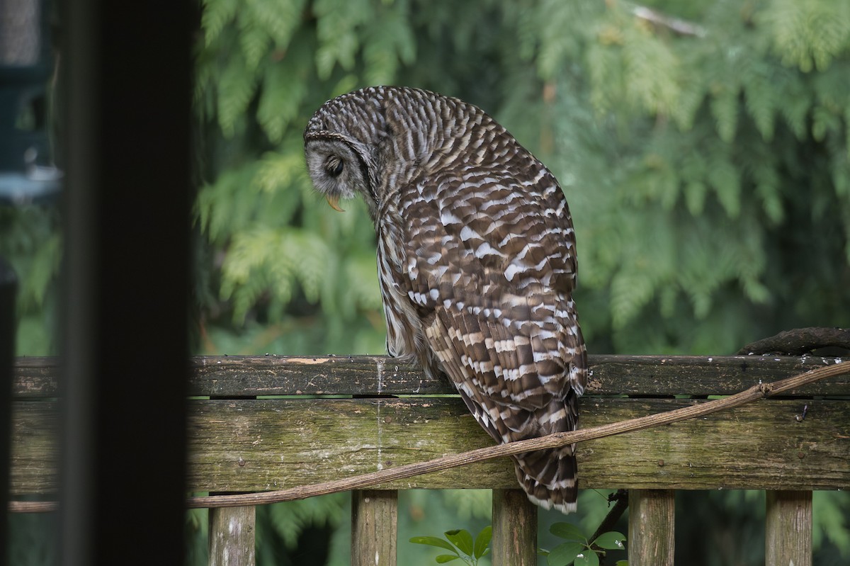 Barred Owl - ML641273336