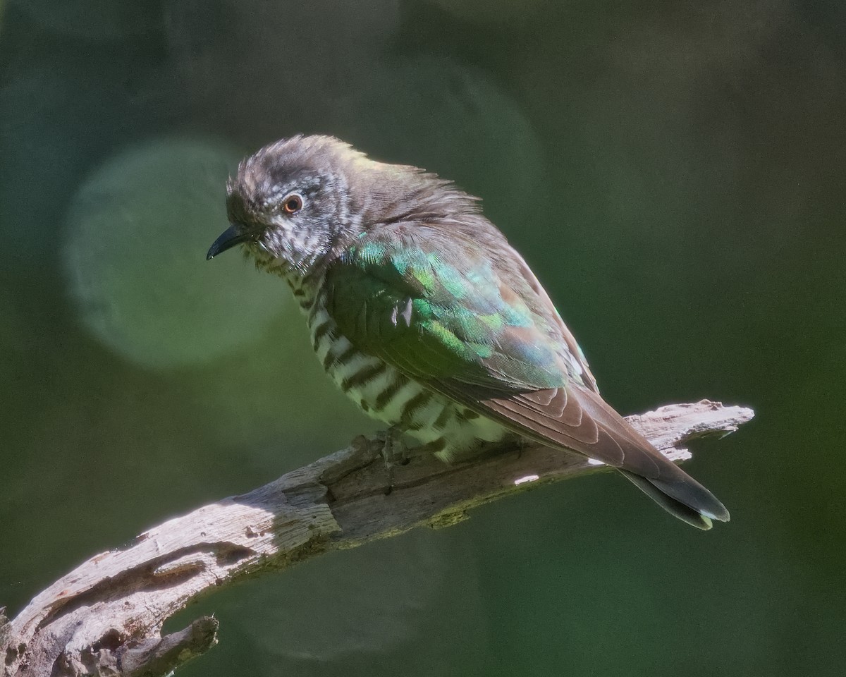 Shining Bronze-Cuckoo (Golden) - ML641273351