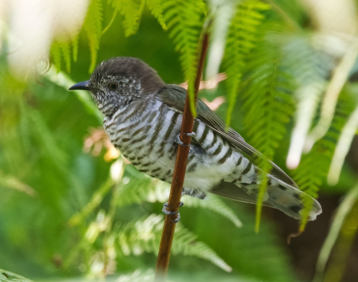 Shining Bronze-Cuckoo (Golden) - ML641273352