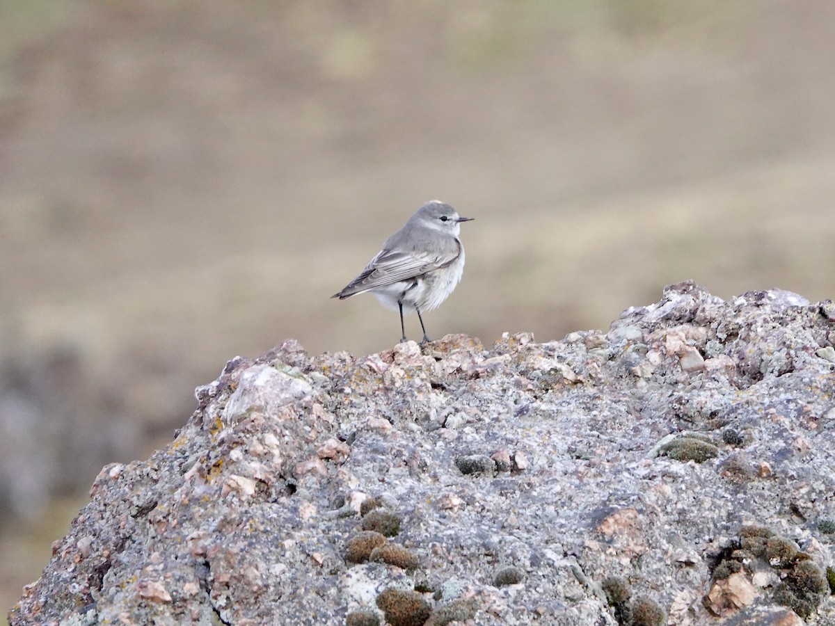 Ochre-naped Ground-Tyrant - ML641273356