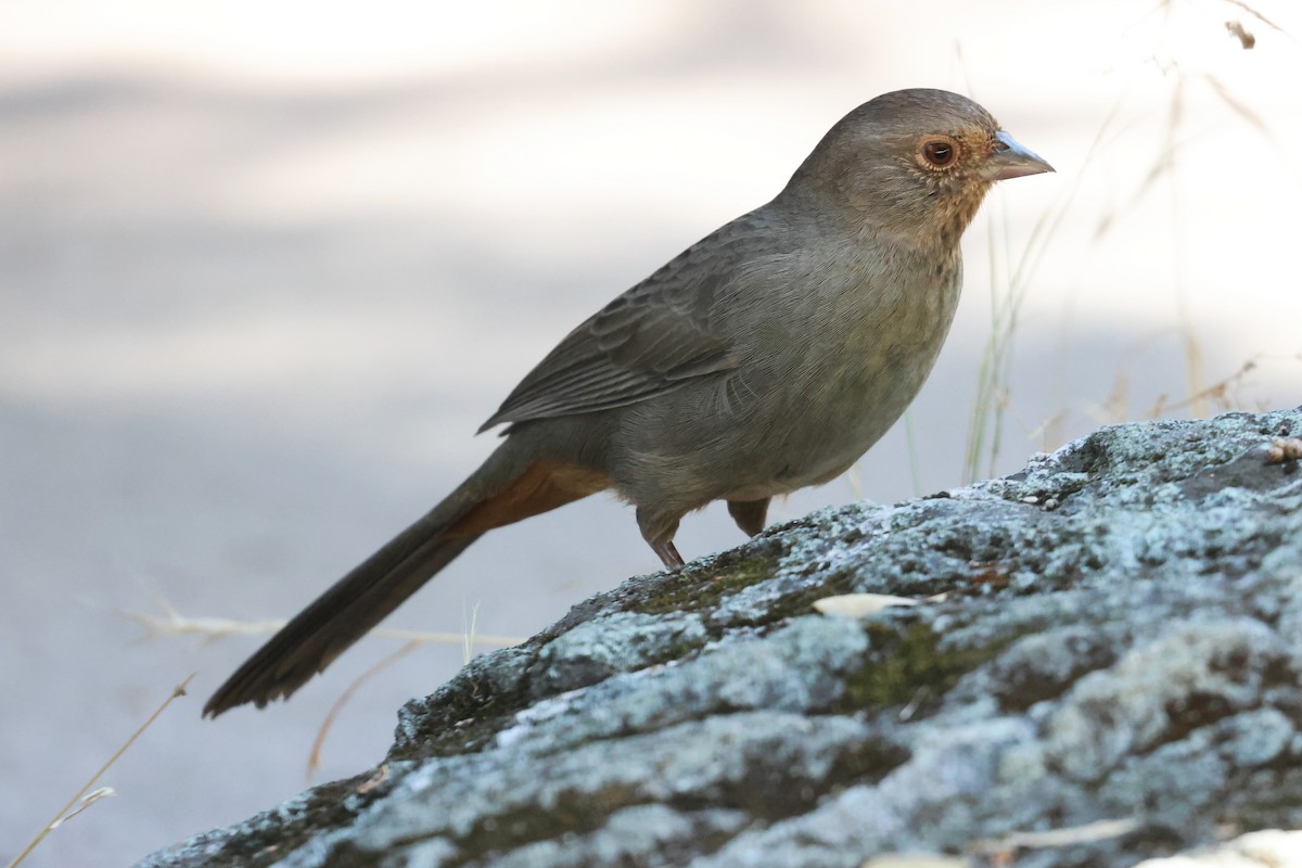 California Towhee - ML641273357