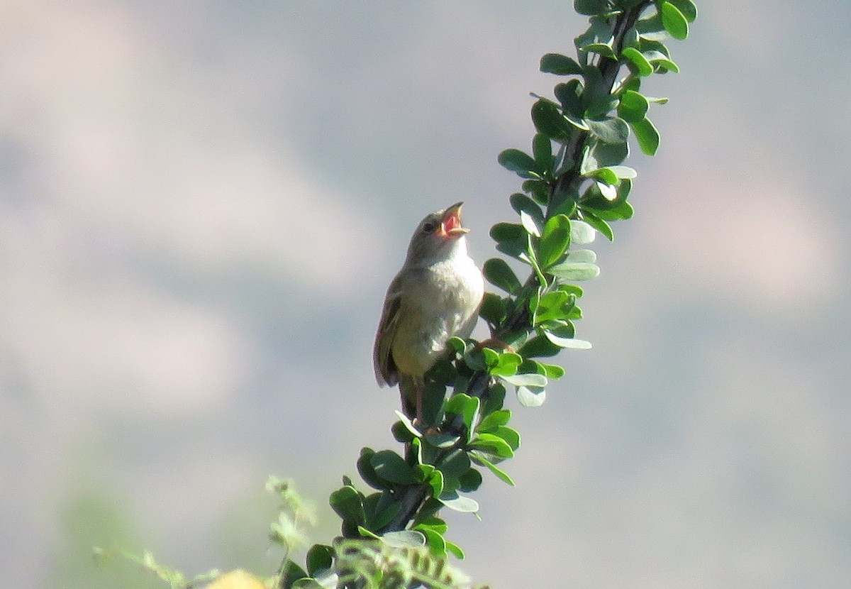 Botteri's Sparrow - ML641273379