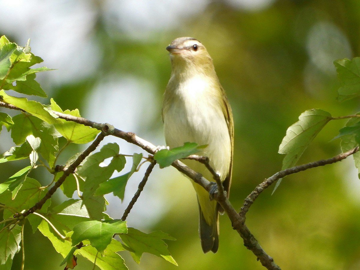 rødøyevireo - ML641273381