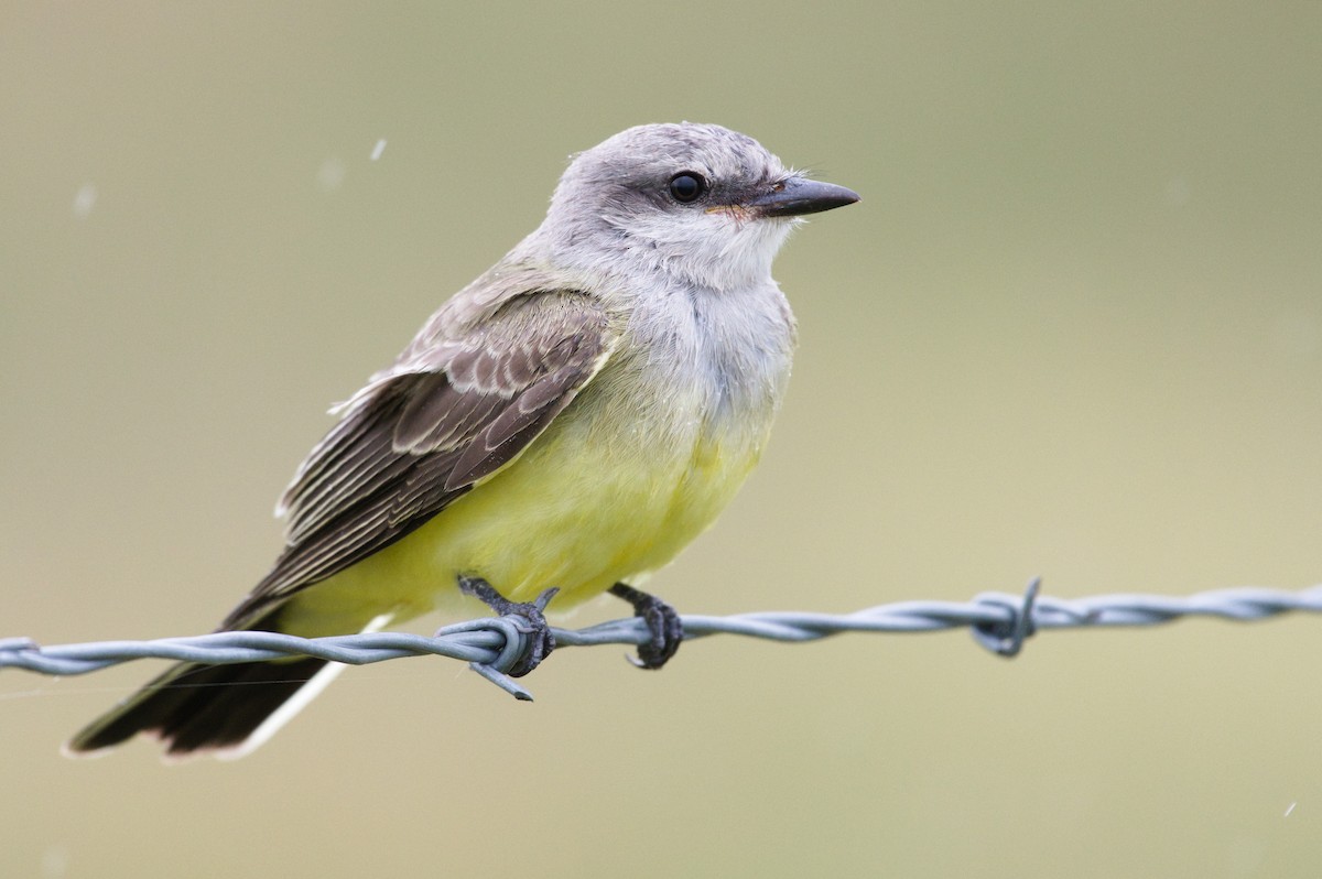 Western Kingbird - ML641273385