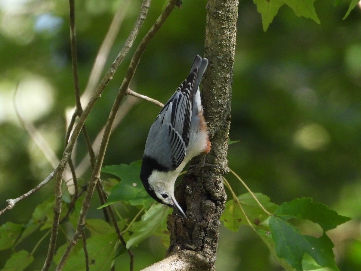 White-breasted Nuthatch - ML641273388