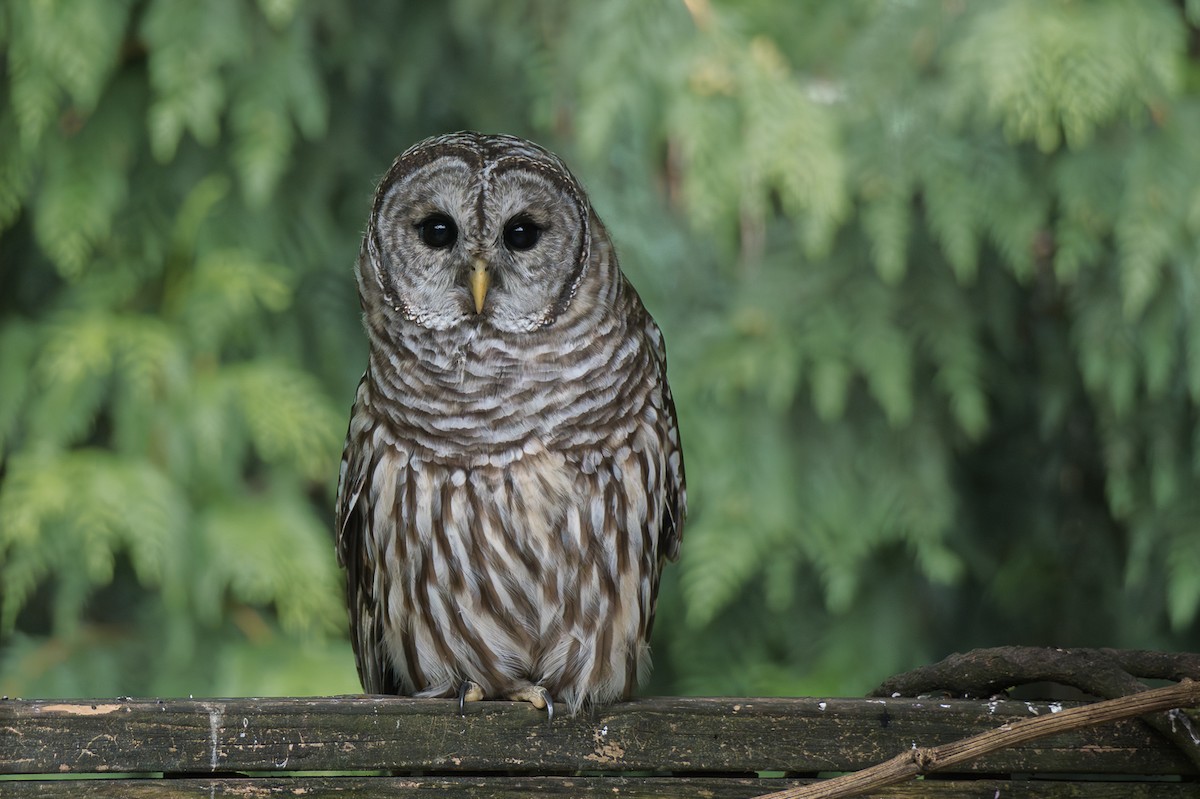 Barred Owl - ML641273406