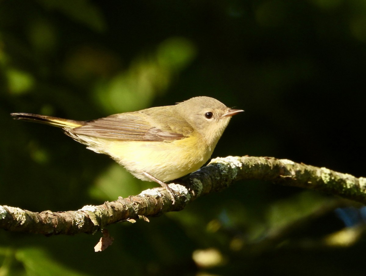 American Redstart - ML641273417
