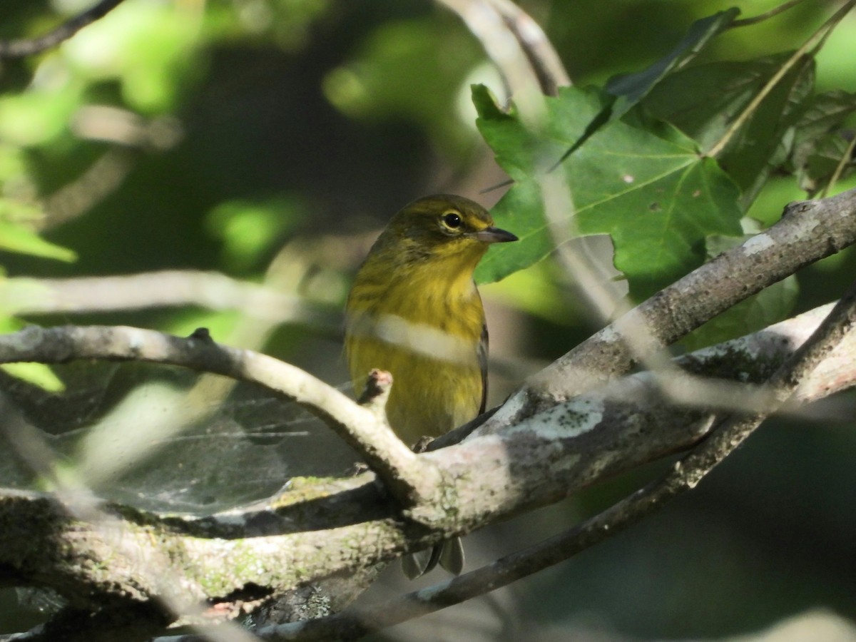 Pine Warbler - ML641273438