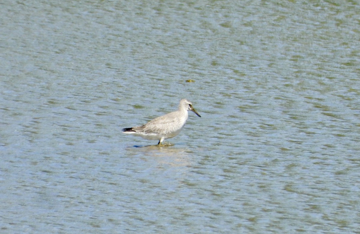 Bécasseau maubèche - ML641273468