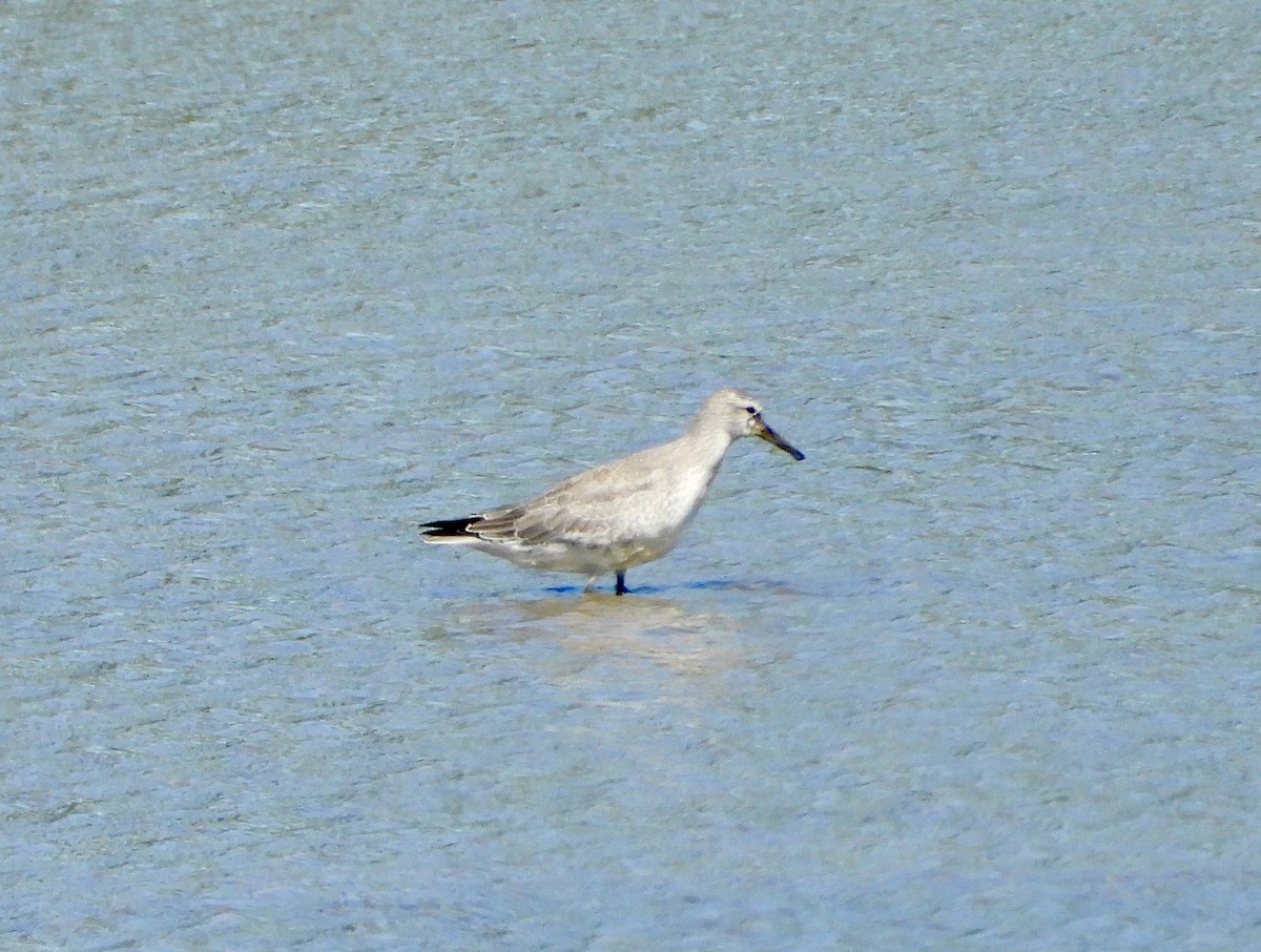 Bécasseau maubèche - ML641273469