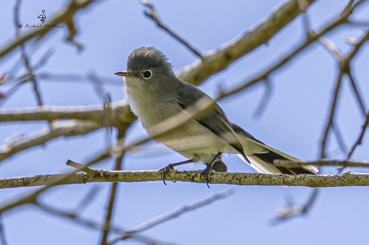 Blue-gray Gnatcatcher - ML641273480