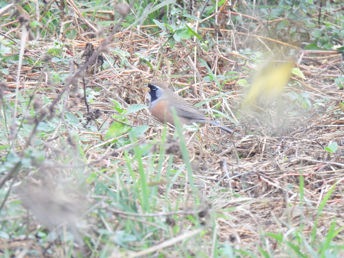 Many-colored Chaco Finch - ML641273492