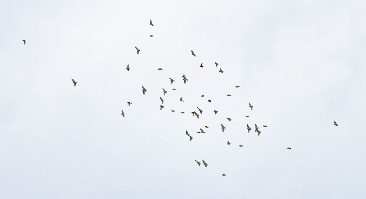 Eurasian Siskin - ML641273527