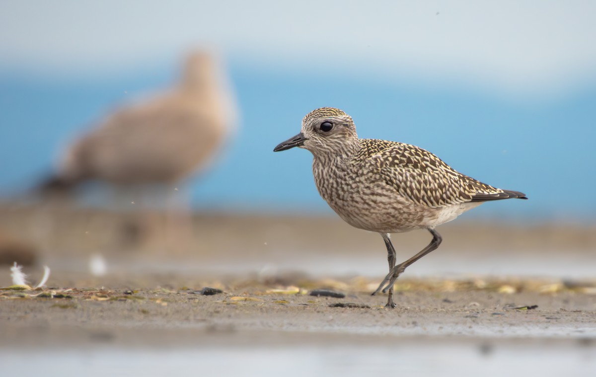 Black-bellied Plover - ML641273530