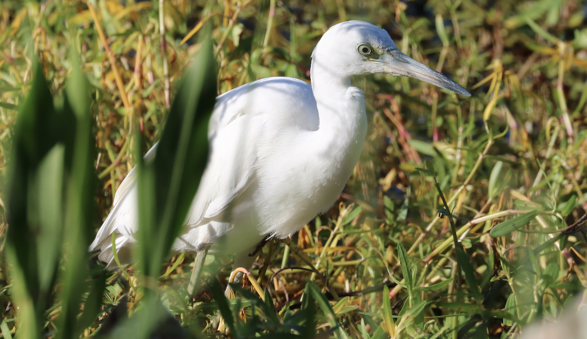 Aigrette bleue - ML641273533