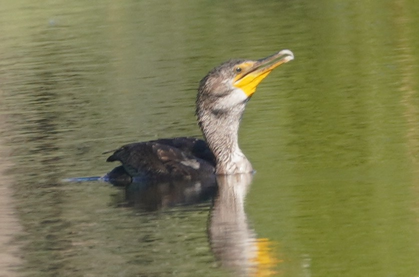 Cormoran à aigrettes - ML641273536