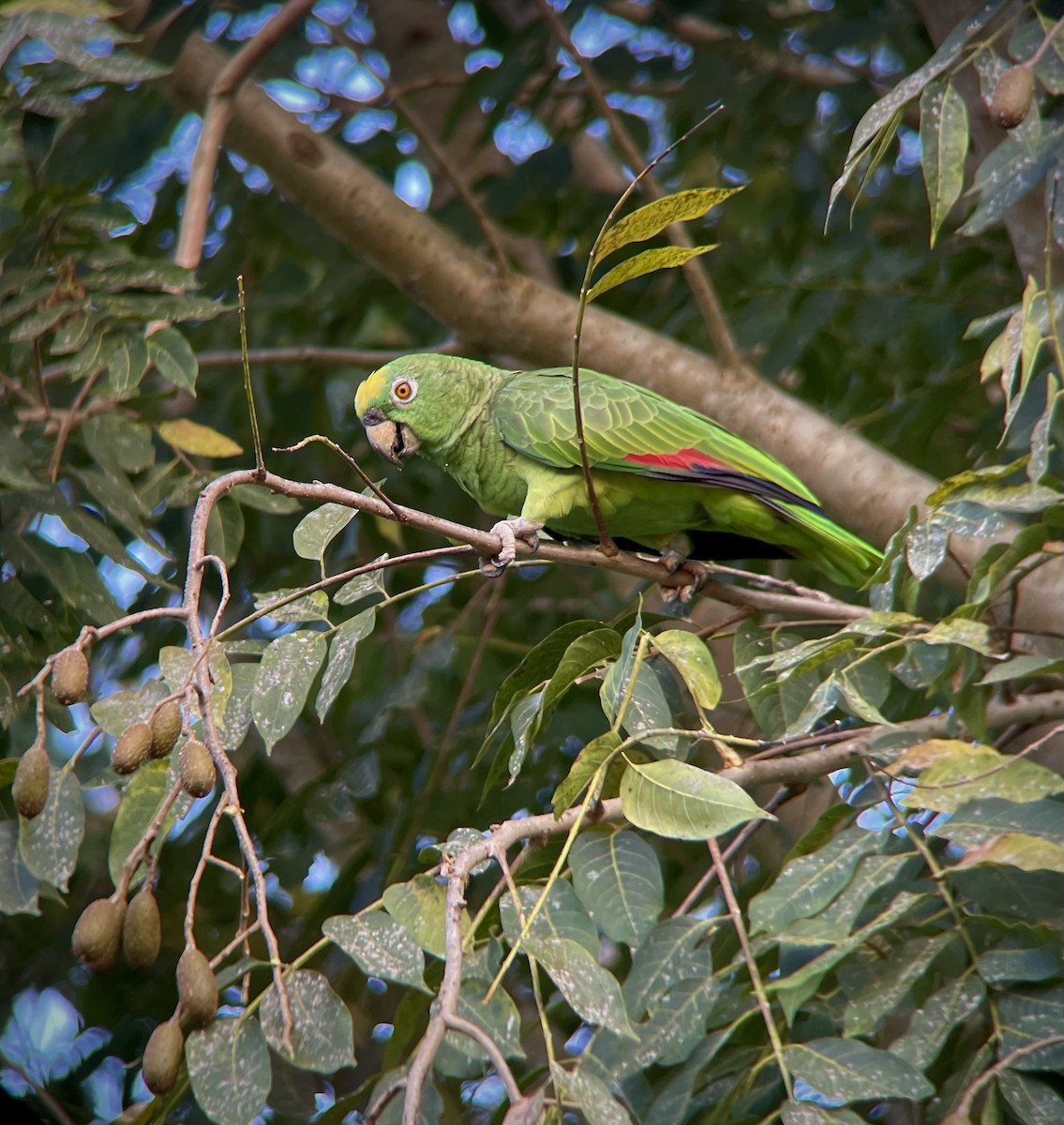 Yellow-crowned Amazon - ML641273543