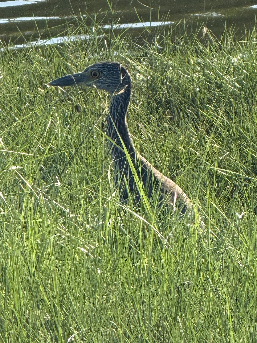 Yellow-crowned Night Heron - ML641273546