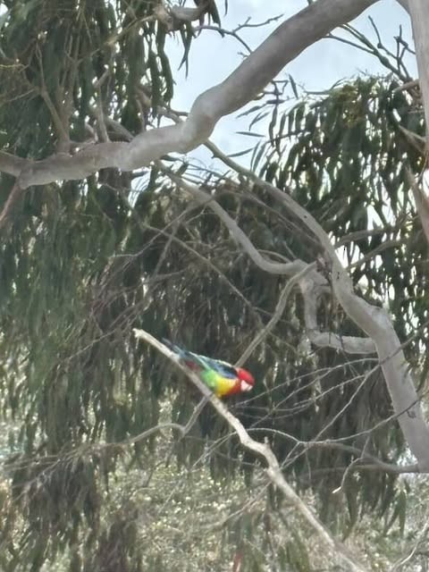 ナナクサインコ - ML641273563