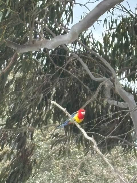 ナナクサインコ - ML641273564