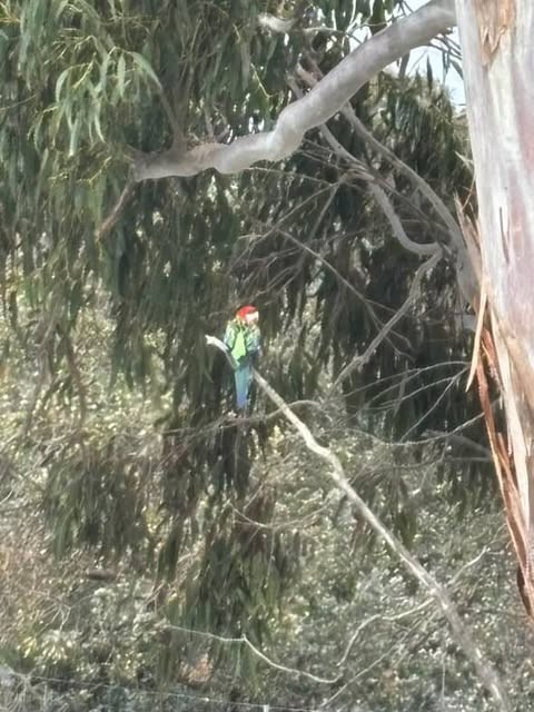 ナナクサインコ - ML641273566