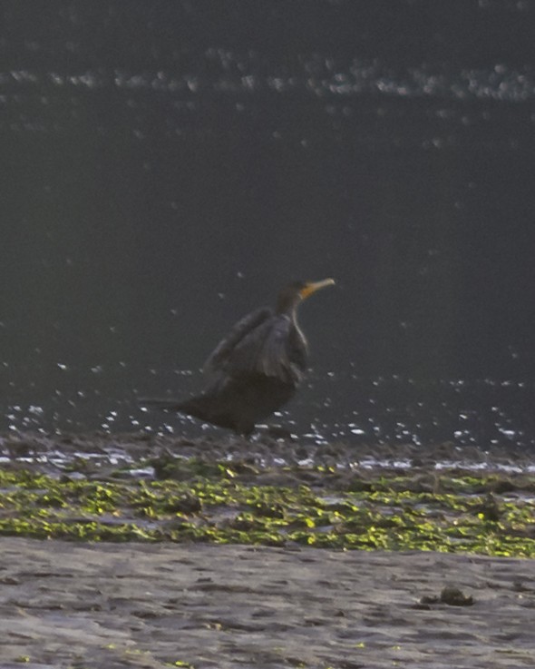 Cormoran à aigrettes - ML641273571
