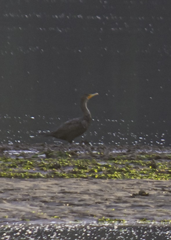 Cormoran à aigrettes - ML641273572