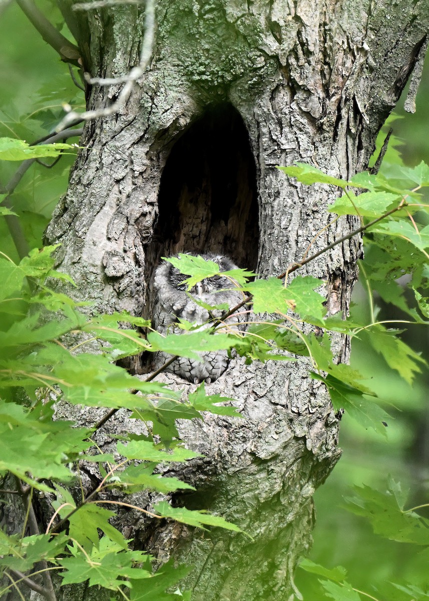 Eastern Screech-Owl - ML641273589