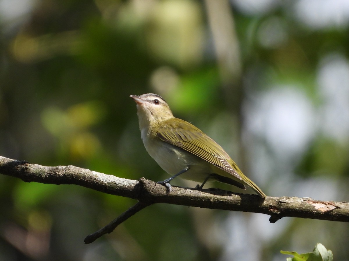 rødøyevireo - ML641273626