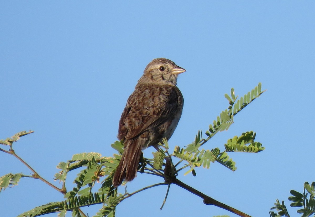 Cassin's Sparrow - ML641273629