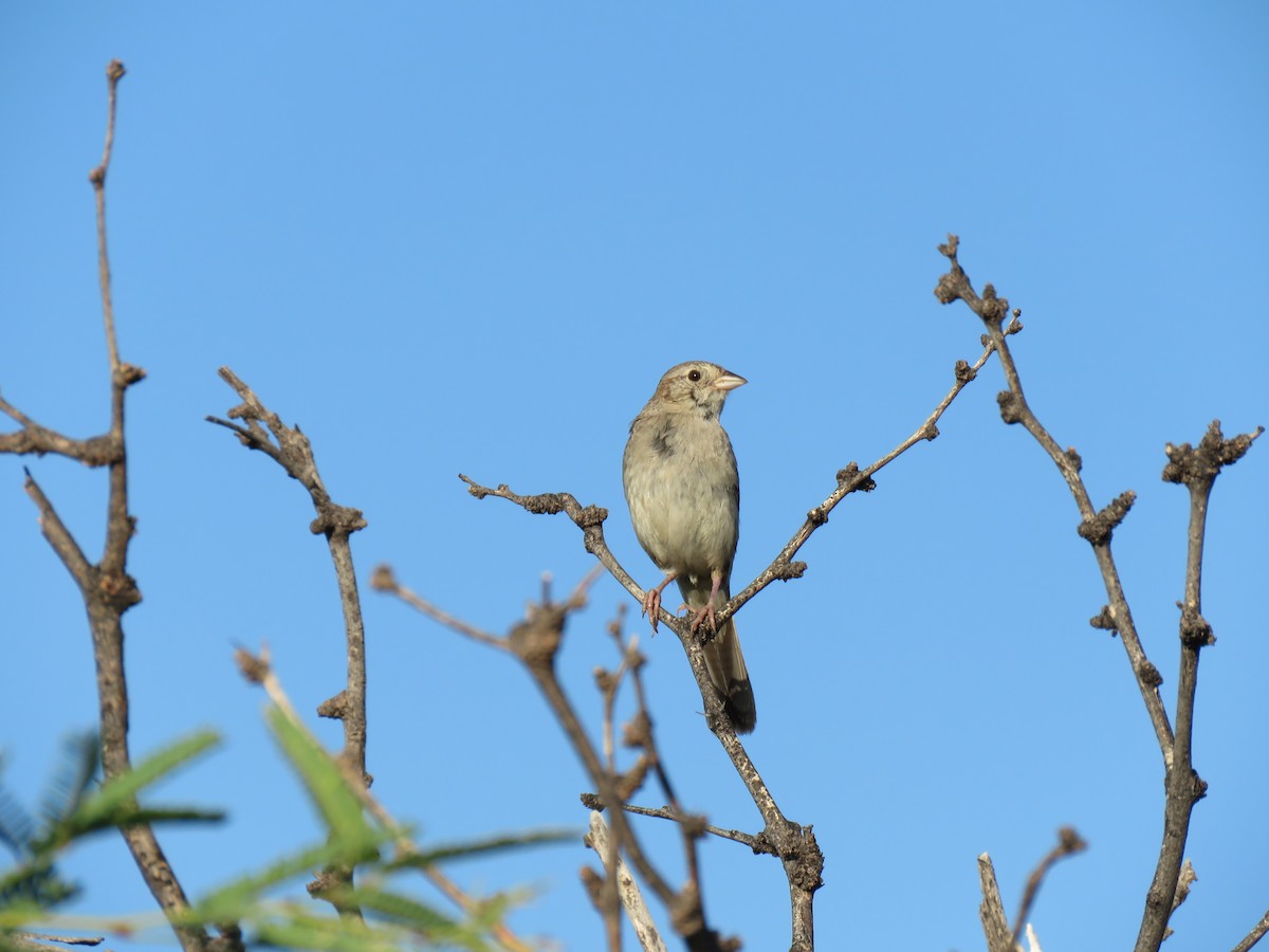 Cassin's Sparrow - ML641273630