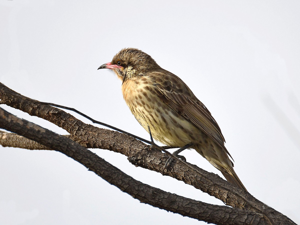 Spiny-cheeked Honeyeater - ML641273636
