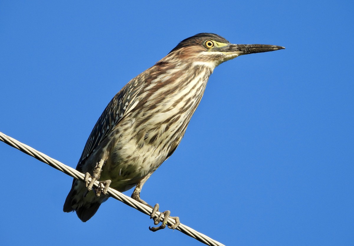 Green Heron - ML641273652