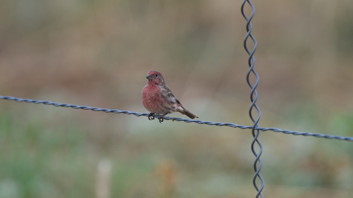 House Finch - ML641273655