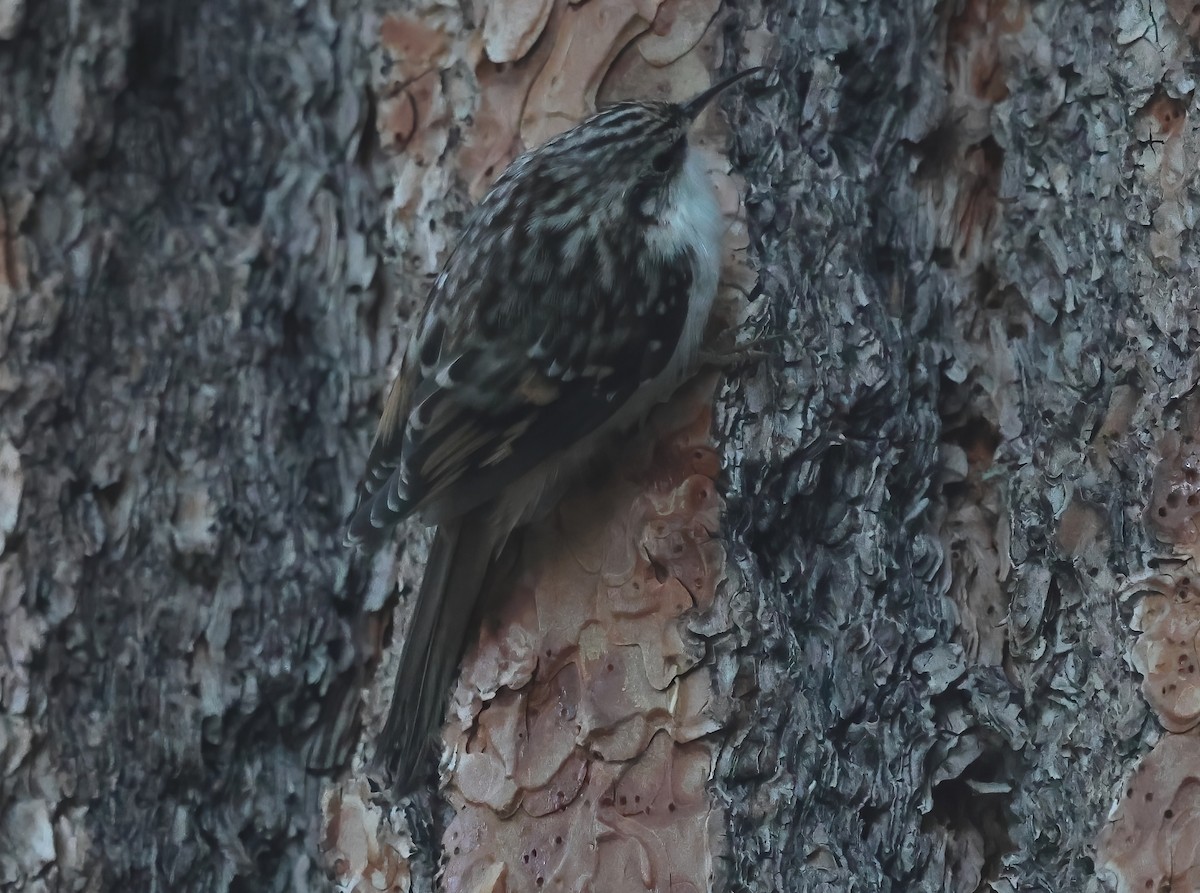 Brown Creeper - ML641273674