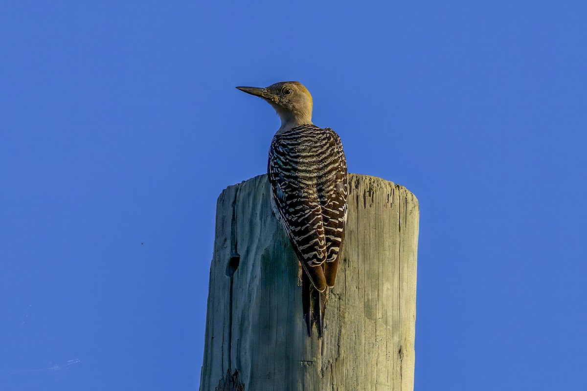 Golden-fronted Woodpecker - ML641273675