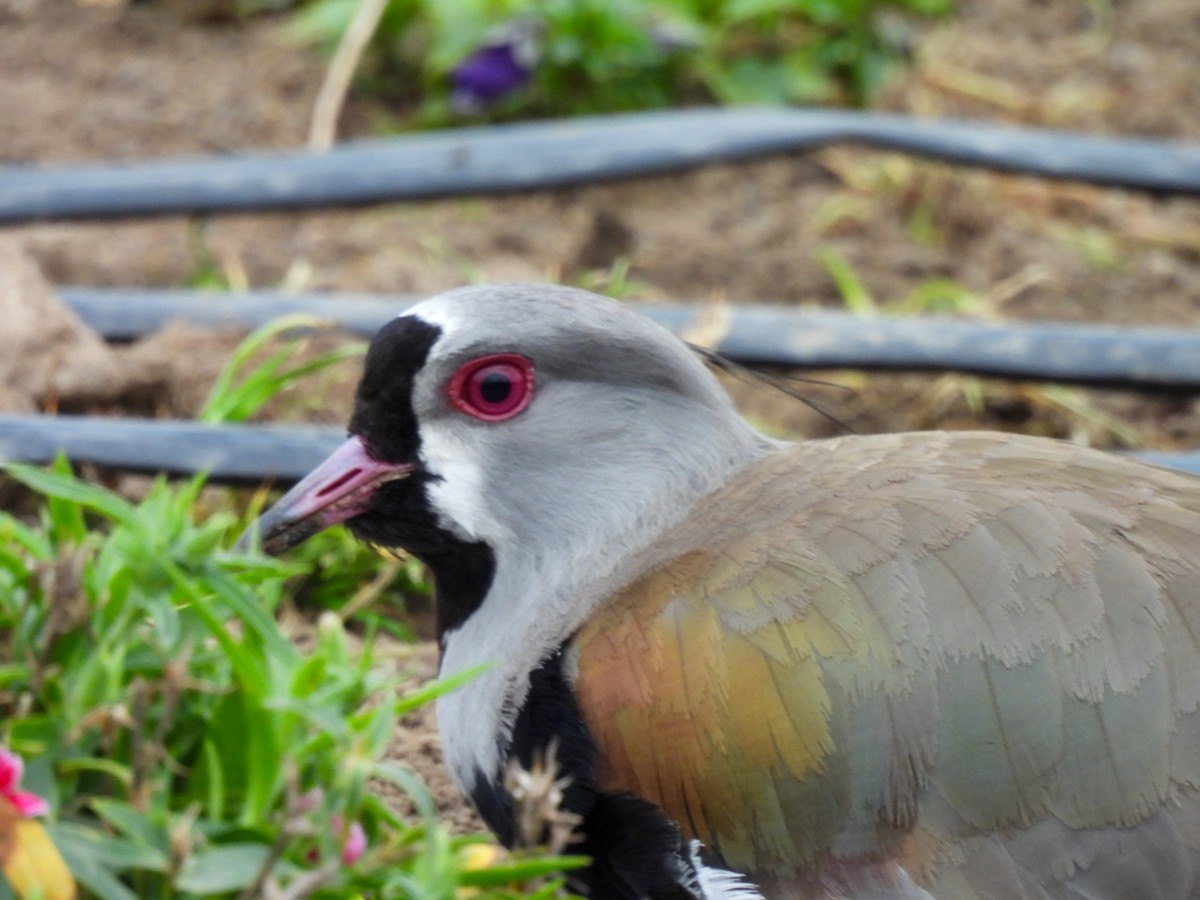 Southern Lapwing - ML641273685